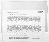 Phragmidium mucronatum image